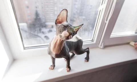 A large portrait of the sphinx's muzzle sitting on the windowsill Stock Photos