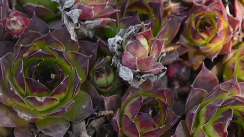 Large pot of hanging succulents in the stone courtyard 스톡 동영상 187101369