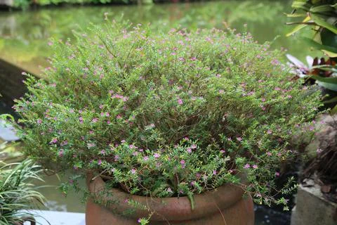 A large pot of hooker's cuphea, with dense and small pink flowers blooming .. Stock Photos