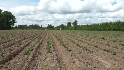Large potato field in summer Stock Footage 155685508