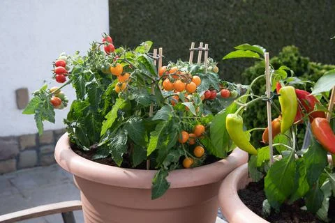 Large pots with cherry tomatoes and sweet peppers on the garden terrace, plants Stock Photos