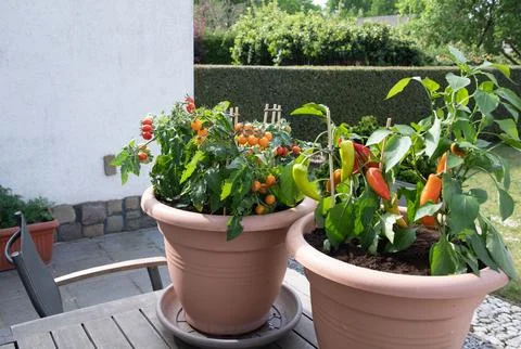 Large pots with cherry tomatoes and sweet peppers on the garden terrace, plants Stock Photos