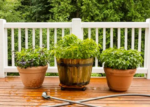 Large pots filled with herbs on cedar deck Stock Photos