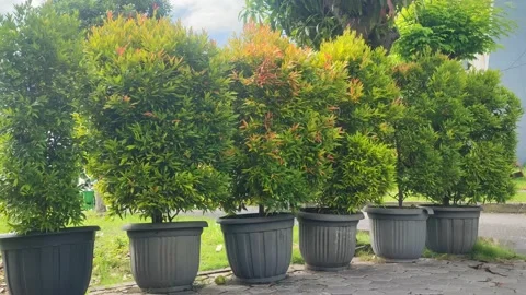 Large pots filled with tree plants in the yard Stock Footage 169177205