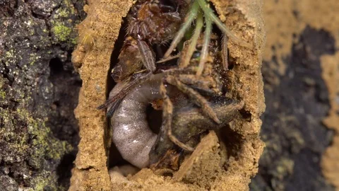 A large Potter Wasp (Vespidae) larva feeding on paralyzed spiders Stock Footage