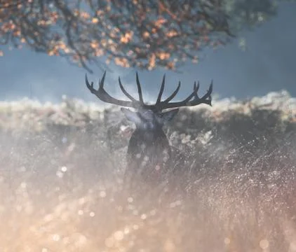 A large powerful red deer stag in the mist. Stock Photos