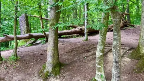 A large powerful tree fell in the forest. National Park in Transylvania. Stock Footage 250203493