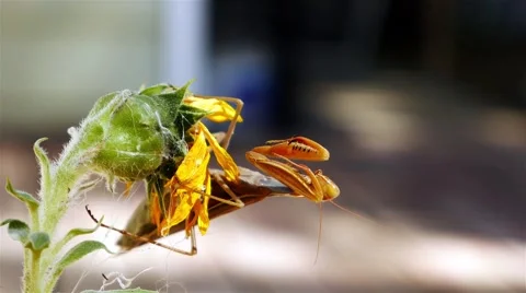 A large praying brown mantis cleans itself while sitting on a flower. Stock Footage 55533757