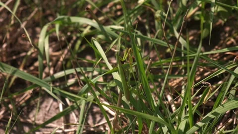 A large praying mantis takes off from a grass stalk, slow motion Stock Footage 221093524