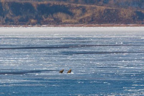 A large predatory white-tailed eagle sits on an ice floe in the Sea of Japan. Stock Photos
