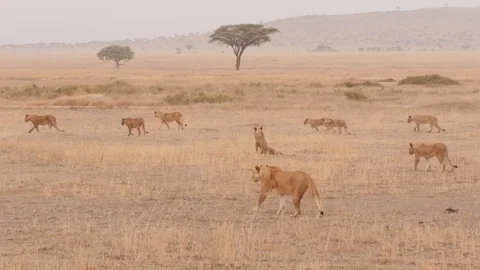Large pride of lions walking in the Serengeti, Tanzania. Stock Footage