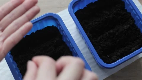 Large processed exhibition onion seeds. Planting onions for seedlings. Stock Footage 265401891