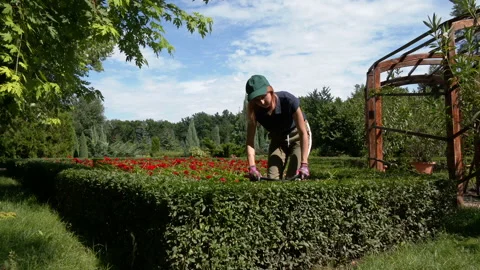 Large pruning shears for garden shrubs Stock Footage 163355725