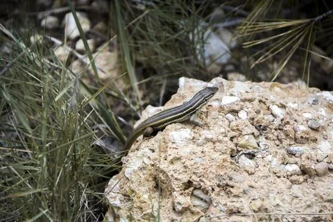 Large psammodromus in the forest Stock Photos