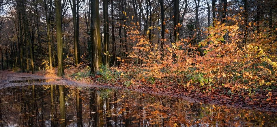 Large puddle on forest path and brightly lit autumn leaves by late afternoo.. Foto stock
