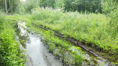 A large puddle of mud on a forest road. Beautiful landscape with trees on a Stock Footage 289529698