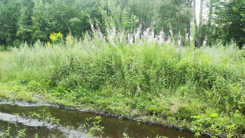 A large puddle of mud on a forest road. Beautiful landscape with trees on a Vídeo Stock 291775450
