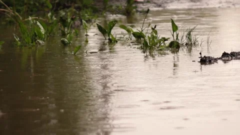 A large puddle on which the downpour hits Stock Footage 144653640