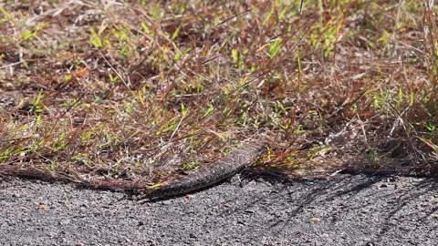 Large Puff adder snake slithers off paved road into roadside grass Stock Footage 336659342