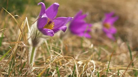 Large pulsatilla flower in the wind in spring meadow Stock Footage 276163708