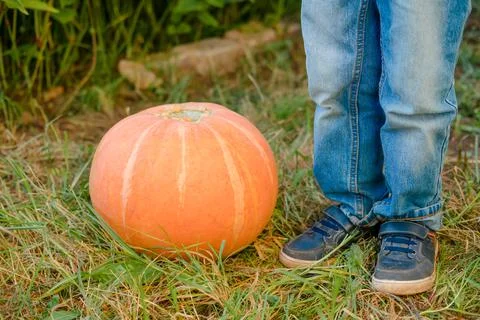 Large pumpkin close-up on the grass, next to the feet of the child. Pumpkin h Stock Photos