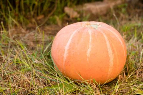 Large pumpkin close-up on the grass. Pumpkin harvest. Preparing for Halloween Stock Photos