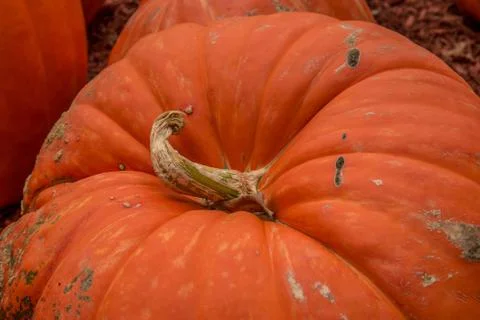 Large pumpkin up close Stock Photos