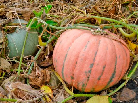 Large pumpkin close-up, vegetables macro, pumpkin in the garden Stock Photos