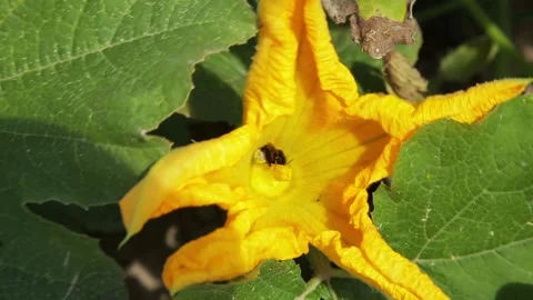 A large pumpkin flower in which a bumblebee sits Stock Footage 147171314