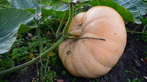 Large pumpkin Stock Footage 116022944