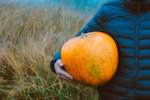 A large pumpkin in the hands of a man, close-up. Autumn Harvest Concept 스톡 사진