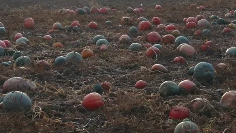 Large pumpkin harvest. Pumpkin patch harvest season. Fairs, festivals, selling Stock Footage 143961930