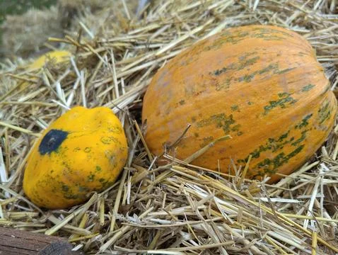 Large pumpkin on hay Stock Photos