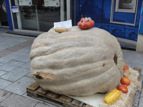 A large Pumpkin outside. Pumpkin harvest. Halloween Stock Photos