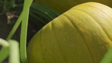 A large pumpkin is ripening on a bed in the vegetable garden Stock Footage 258640210