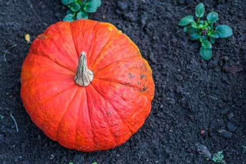 Large pumpkin in soil Stock Photos
