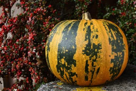 Large pumpkin with stripes, surrounded by fall berries Stock Photos