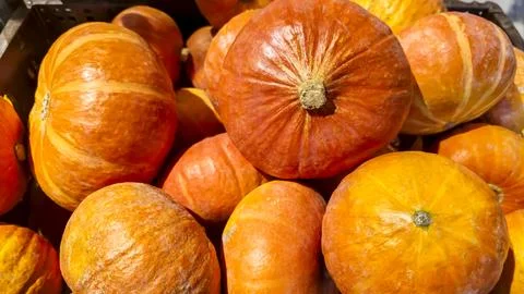 Large pumpkins are on the counter in the store for sale. Autumn harvest. Фото