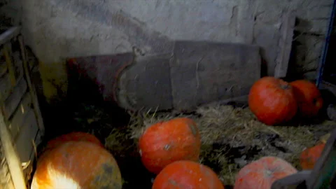 Large pumpkins are in the old barn. Anticipation of a miracle Stock Footage 96192658