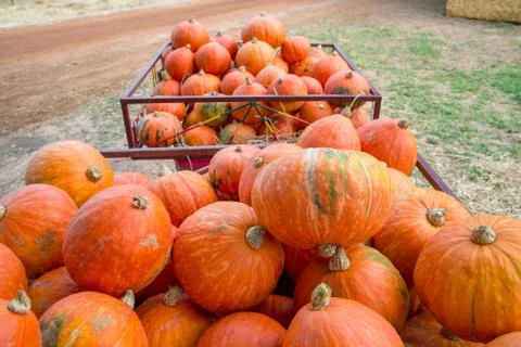 Large pumpkins in a cart Stock Photos