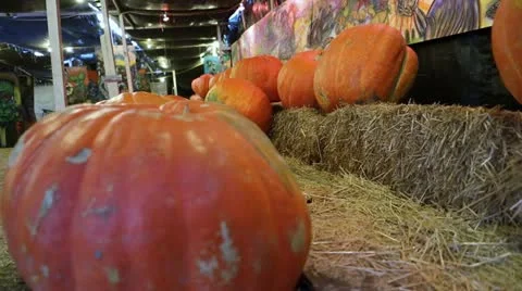 Large Pumpkins 库存影片 12284977