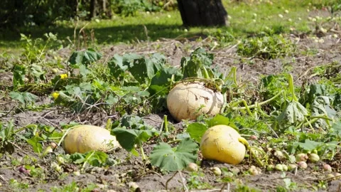 Large Pumpkins Growing in Vegetable Patch Vídeo Stock 344056514