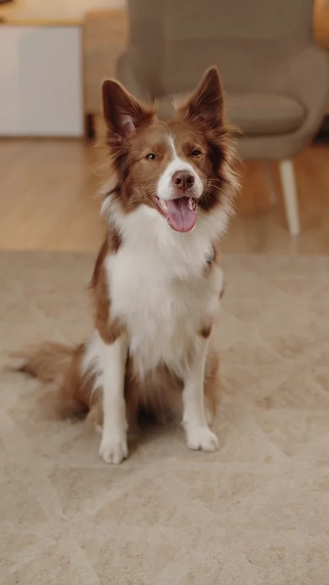 Large Purebred Dog Sitting in front of the camera. Border Collie Dog Breed Vídeos de archivo 279965636