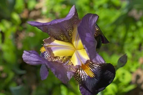 Large Purple Bearded Iris Stock Photos