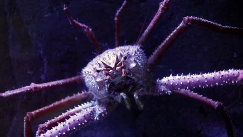 Large purple crab with spiny shell and long legs moves across dark rocky surface Stock Footage 335088862