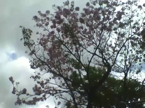 Large purple elder tree in the park, with many beautiful flowers Stock Footage 163677783