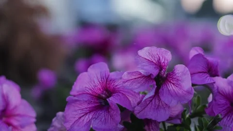 Large purple flowers flutter in the wind. B roll 動画素材 312562767