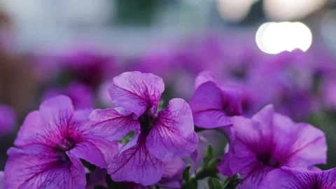 Large purple flowers flutter in the wind. B roll Видео 312562788