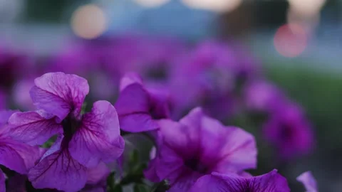 Large purple flowers flutter in the wind. B roll Видео 312562810