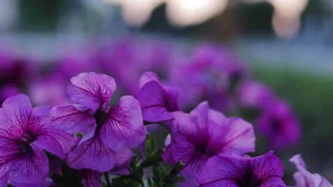 Large purple flowers flutter in the wind. B roll Видео 312562832